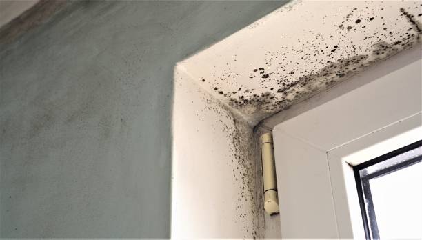 Best Mold Odor Removal Services  in Terre Haute, IN
