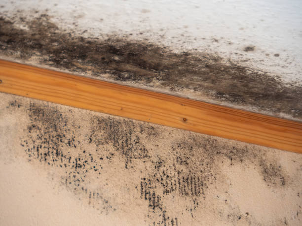 Best Indoor Air Quality Assessment  in Terre Haute, IN