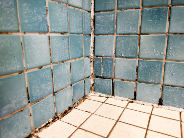  Terre Haute, IN Mold Removal Pros